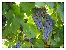 Healthy ripe grapes