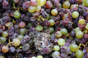 botrytis grape